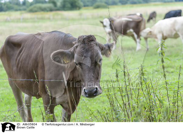 Brown Cattle / AM-05804