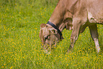 Brown Swiss