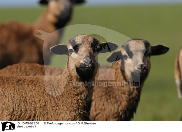 sheep portrait / DMS-02350