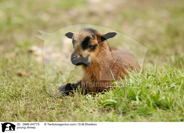 junges Kamerunschaf / young sheep / DMS-04775