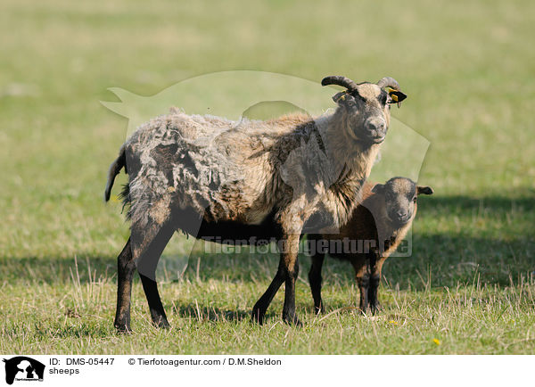 Kamerunschafe / sheeps / DMS-05447