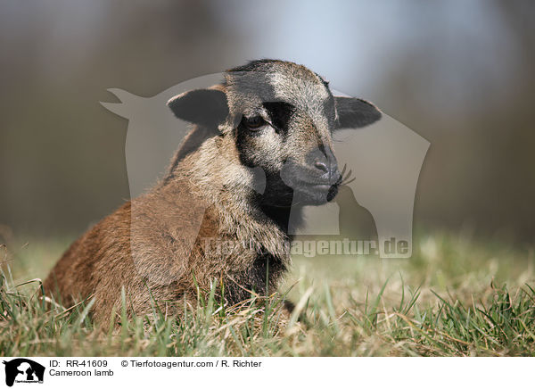Cameroon lamb / RR-41609
