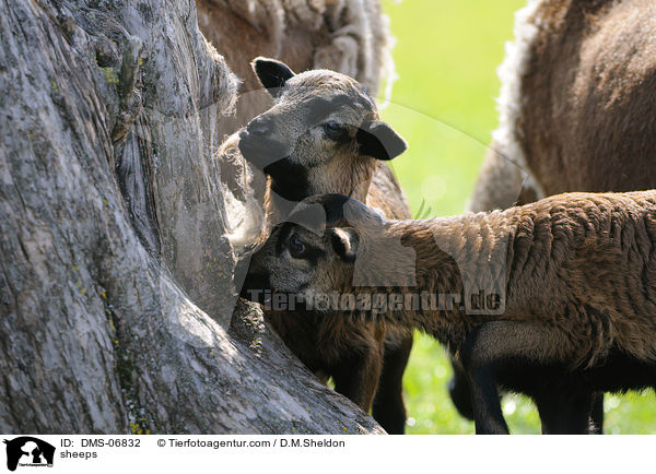 sheeps / DMS-06832