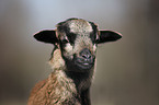 Cameroon lamb