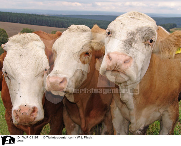 Rinder / cows / WJP-01197