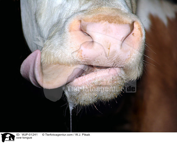 cow tongue / WJP-01241