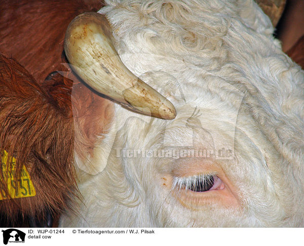detail cow / WJP-01244