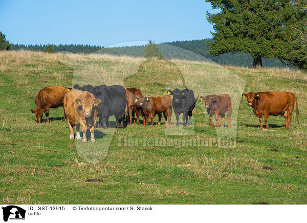 Rinder / cattle / SST-13915