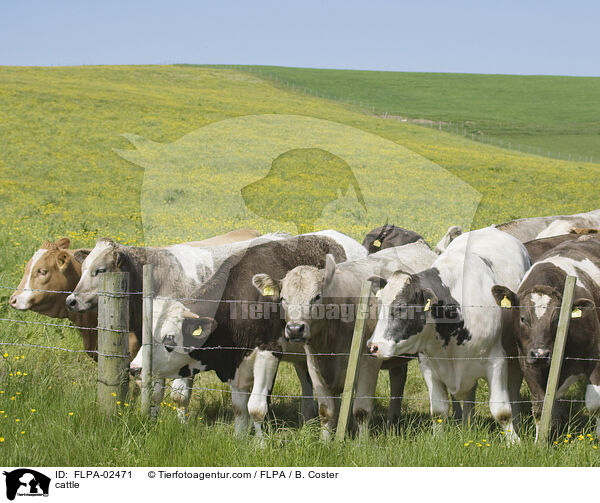 Rinder / cattle / FLPA-02471