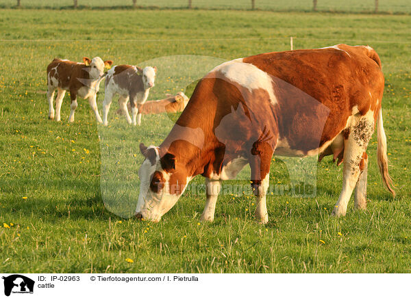 Rinder / cattle / IP-02963