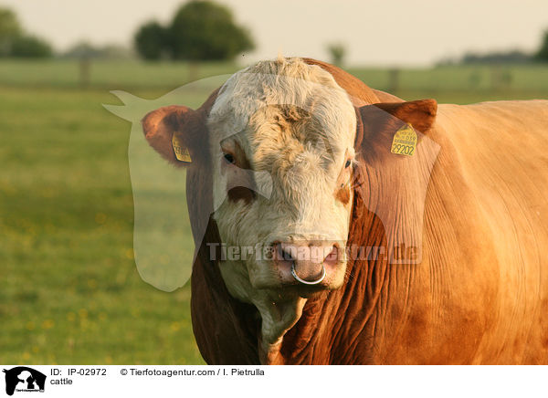 Rind / cattle / IP-02972