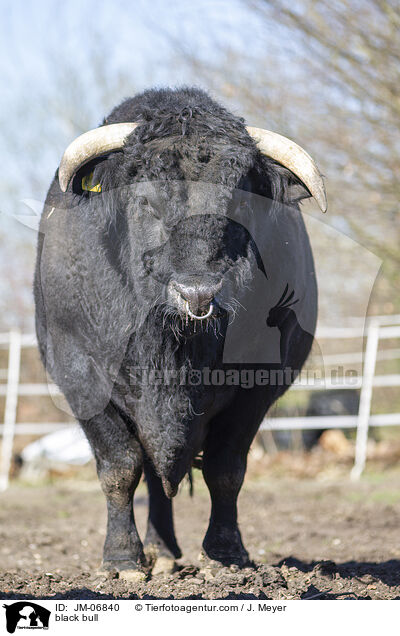 schwarzer Bulle / black bull / JM-06840
