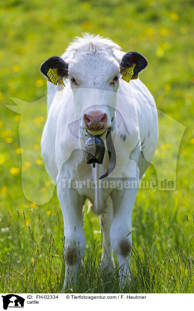 cattle / FH-02334