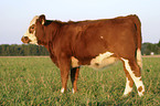 standing cow