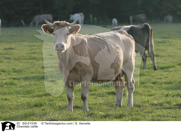Charolais cattle / SG-01536