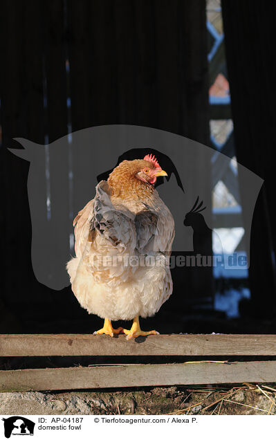 domestic fowl / AP-04187