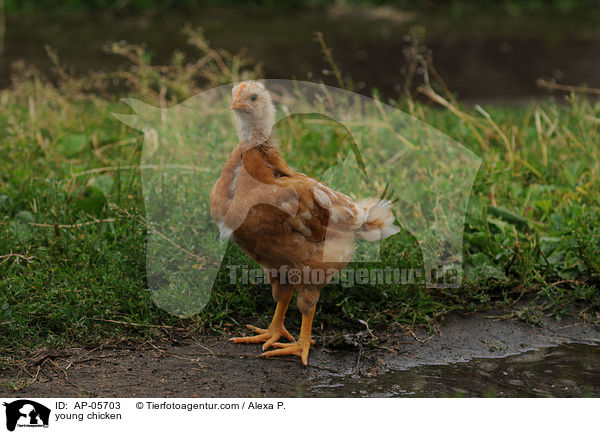 junger Huhn / young chicken / AP-05703