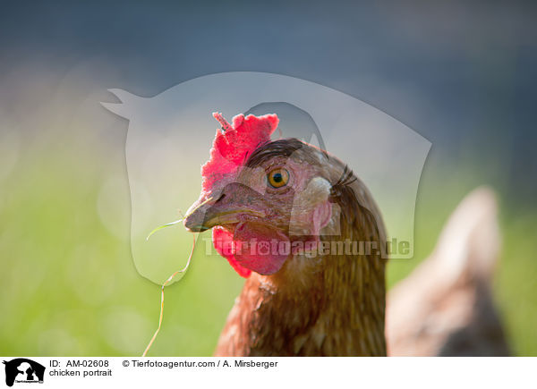 Huhn Portrait / chicken portrait / AM-02608