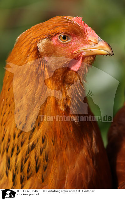 Huhn Portrait / chicken portrait / DG-03645