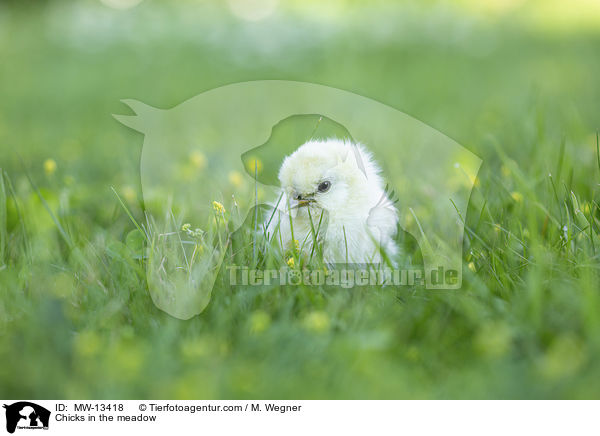 Kken in der Wiese / Chicks in the meadow / MW-13418