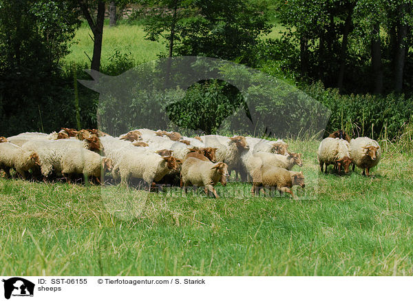 sheeps / SST-06155