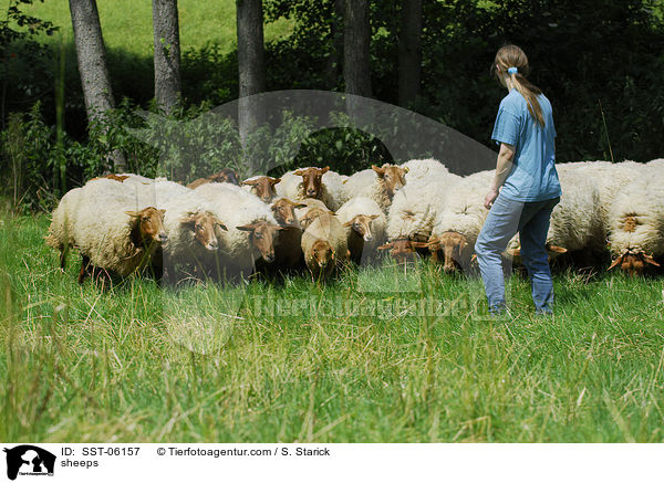 sheeps / SST-06157