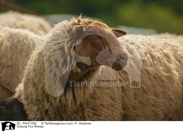 Coburg Fox Sheep / FH-01792