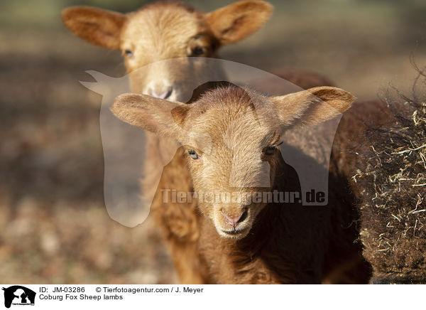 Coburger Fuchsschaf Lmmer / Coburg Fox Sheep lambs / JM-03286
