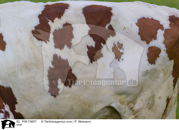 cow / PW-15657