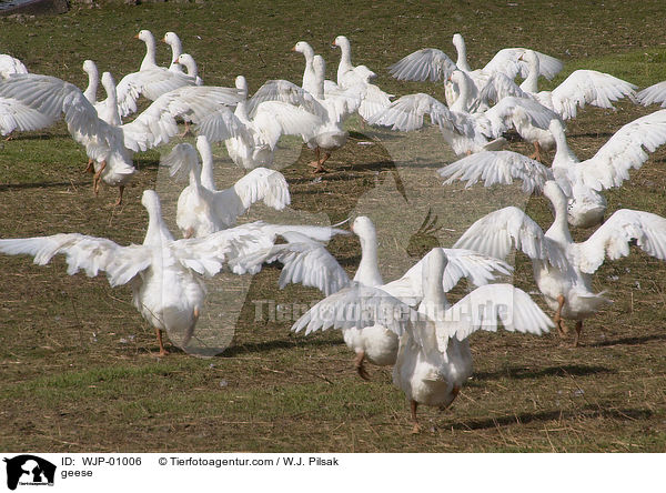 geese / WJP-01006