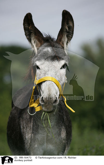 donkey portrait / RR-16473