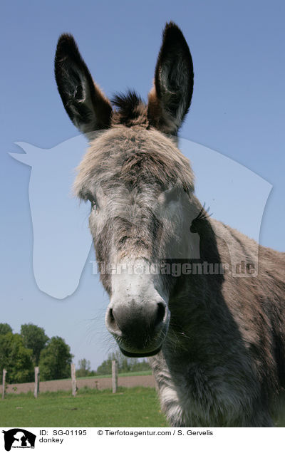 donkey / SG-01195