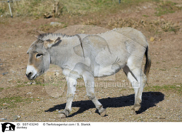 donkey / SST-03240