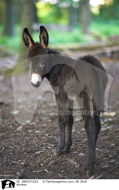 Esel / donkey / MAZ-01222
