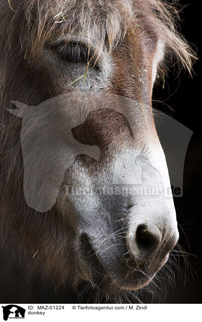 Esel / donkey / MAZ-01224