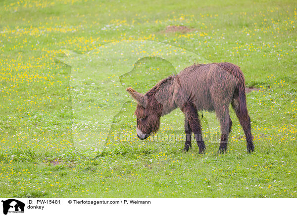 donkey / PW-15481