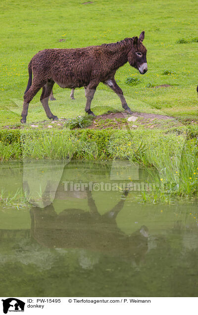 Esel / donkey / PW-15495