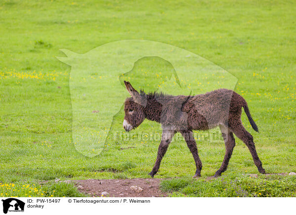 Esel / donkey / PW-15497