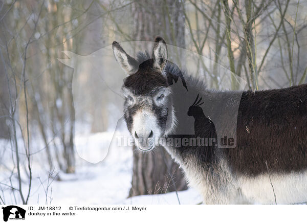 donkey in the winter / JM-18812