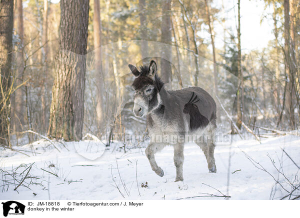 donkey in the winter / JM-18818
