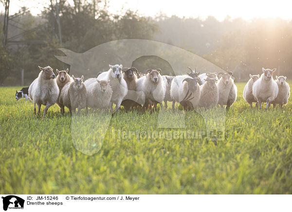 Drenthe sheeps / JM-15246