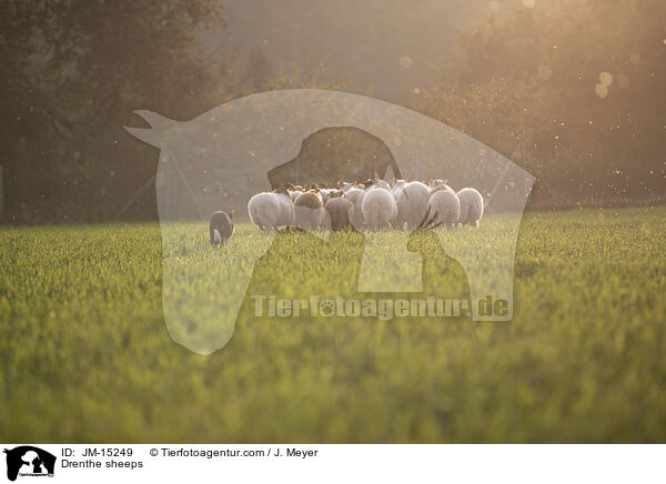 Drenthe sheeps / JM-15249