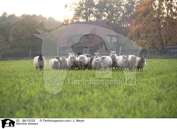 Drenthe sheeps / JM-15252