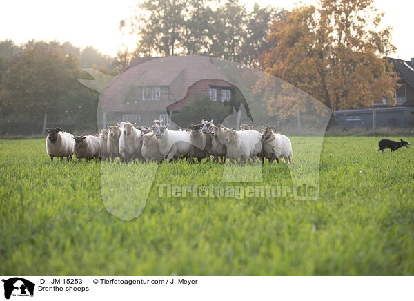 Drenthe Heideschafe / Drenthe sheeps / JM-15253