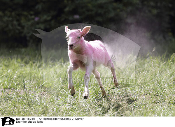 Drenthe sheep lamb / JM-15255
