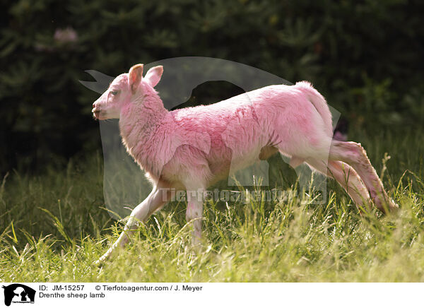 Drenthe sheep lamb / JM-15257