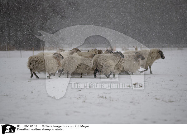 Drenthe heather sheep in winter / JM-19167