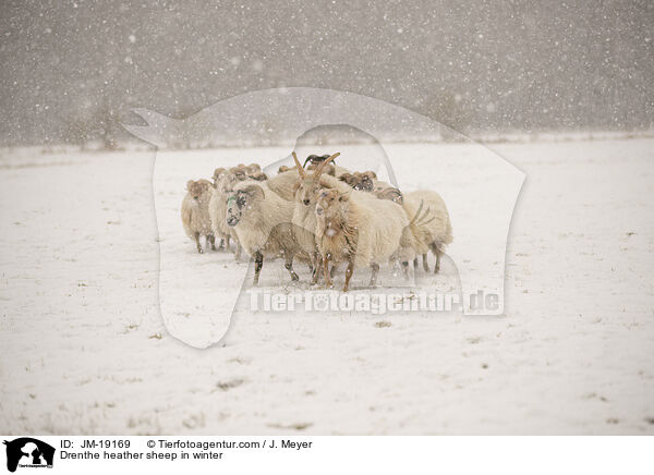 Drenthe heather sheep in winter / JM-19169