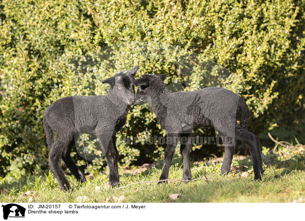 Drenthe Heideschaf Lmmer / Drenthe sheep lambs / JM-20157