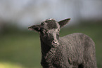 Drenthe sheep lamb